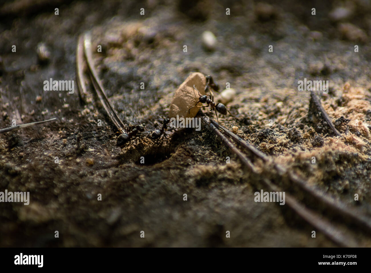 Ameisen, die Larve Eier. Stockfoto