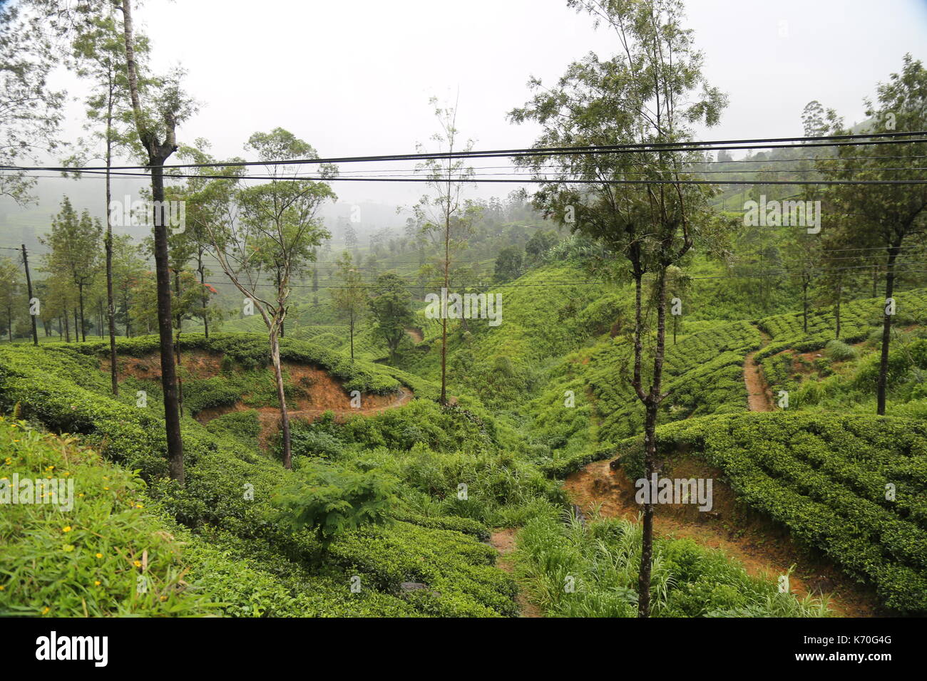 Sri Lanka Tee Plantage, Südostasien, Hill Country, Teepflückerinnen, Kaffee, Tee Picker, Kaffee Ernte, Ceylon Tee, Englisches Frühstück Kaffee, Landwirtschaft Stockfoto