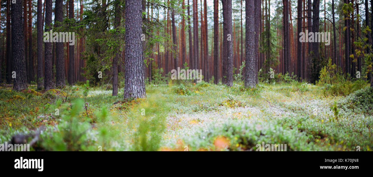 Ökologie-Hintergrund Stockfoto
