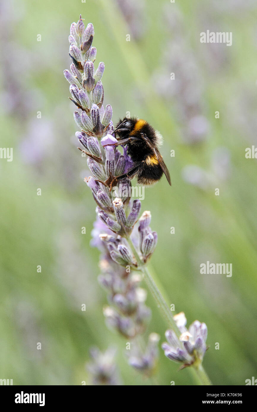 Biene auf Lavendel Stockfoto