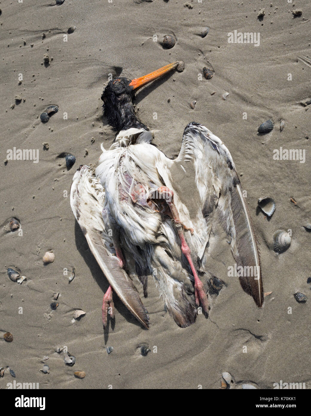 Am Strand, Langeoog. Deutschland. Deutschland. Ein Totes Meer Vogel am Strand. Es ist die Hälfte im nassen Sand von kleinen Muscheln, die von der Flut weggespült umgeben begraben. Stockfoto