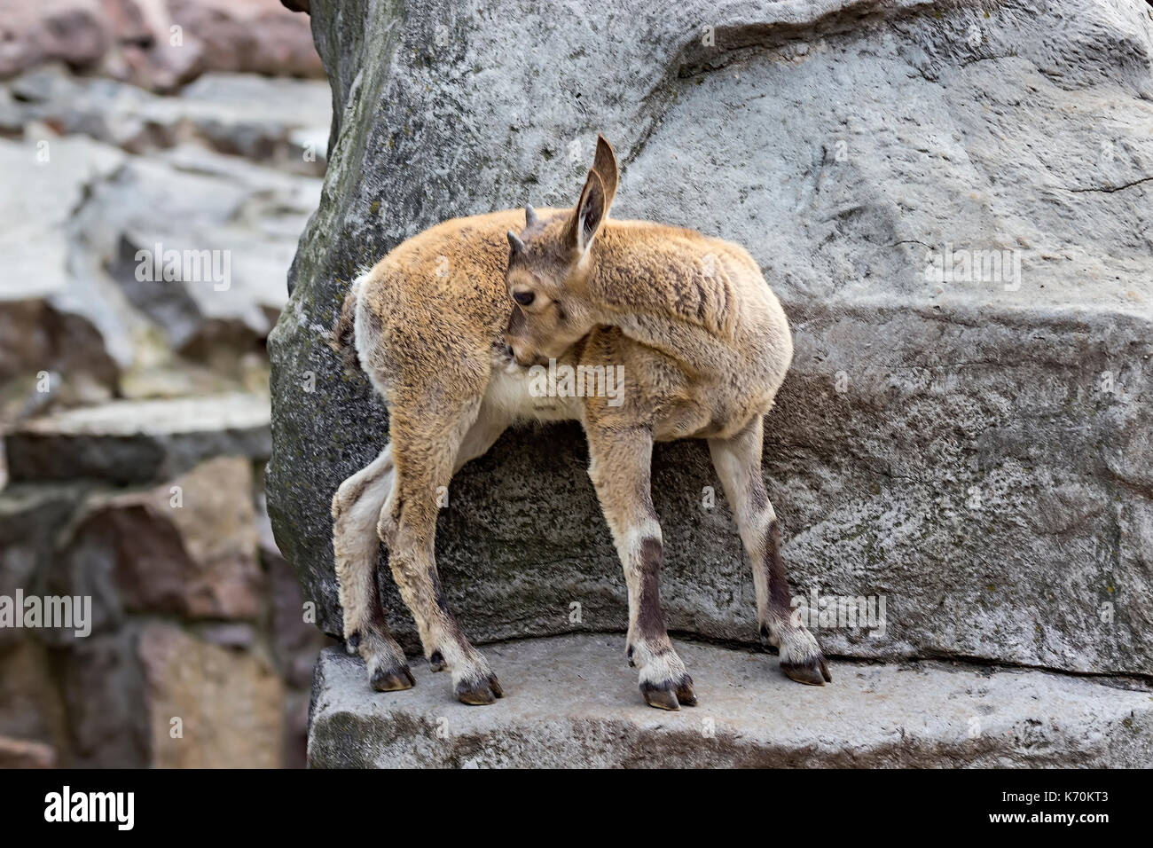 Das Kind des Ostens kaukasischen Tour spielt an den Felsen unter der Aufsicht der Mutter Stockfoto