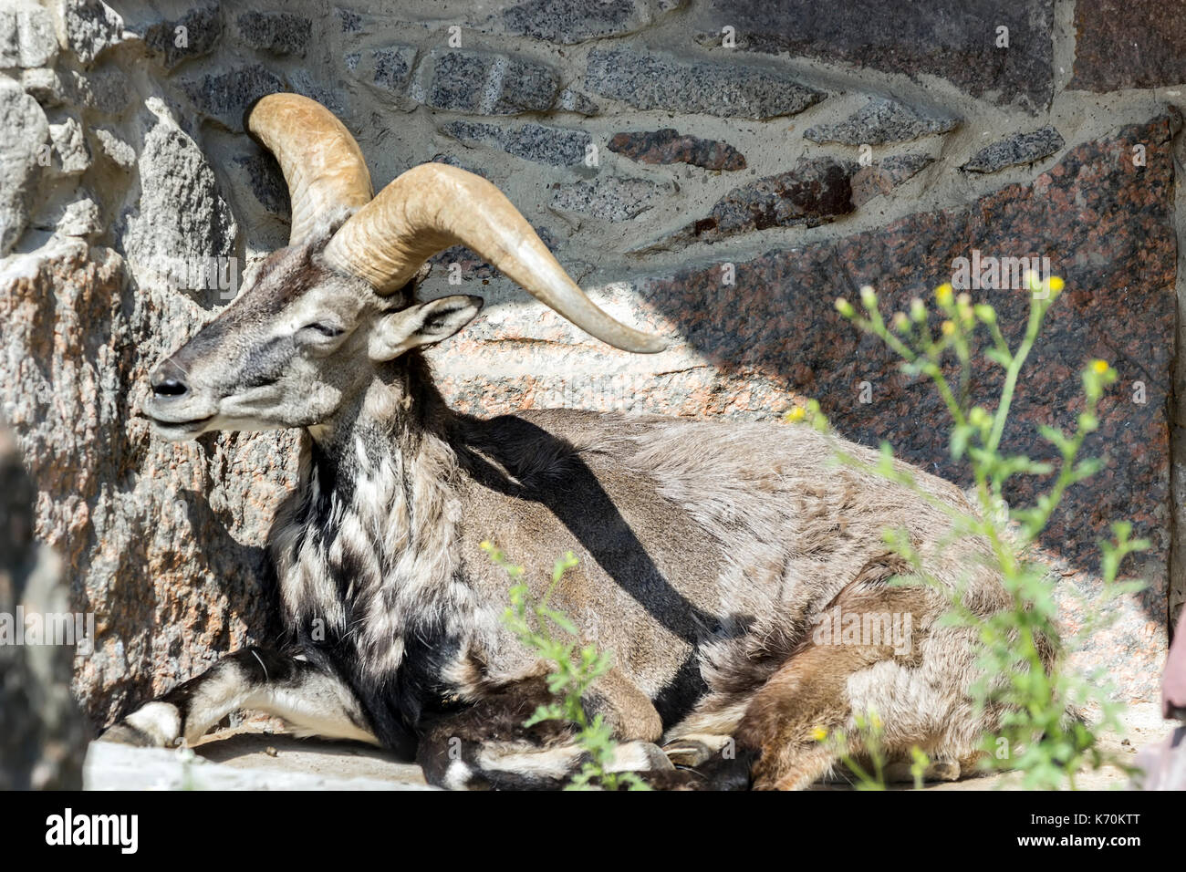 Ostasiatische tur Die Art ist in der Roten Liste der IUCN (Internationale Union für die Erhaltung der Natur im Lieferumfang enthalten Stockfoto