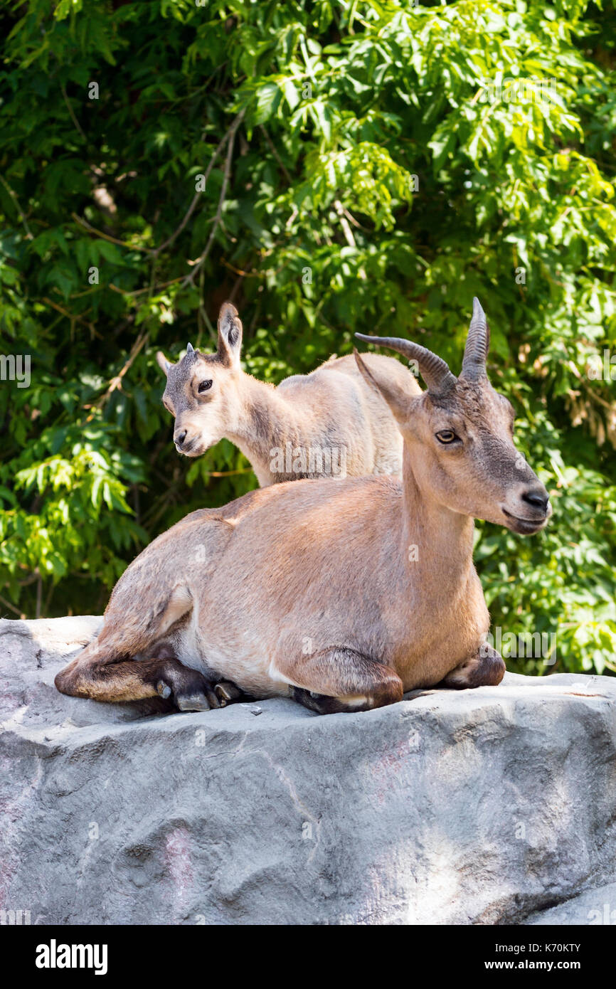 Das Kind des Ostens kaukasischen Tour spielt an den Felsen unter der Aufsicht der Mutter Stockfoto