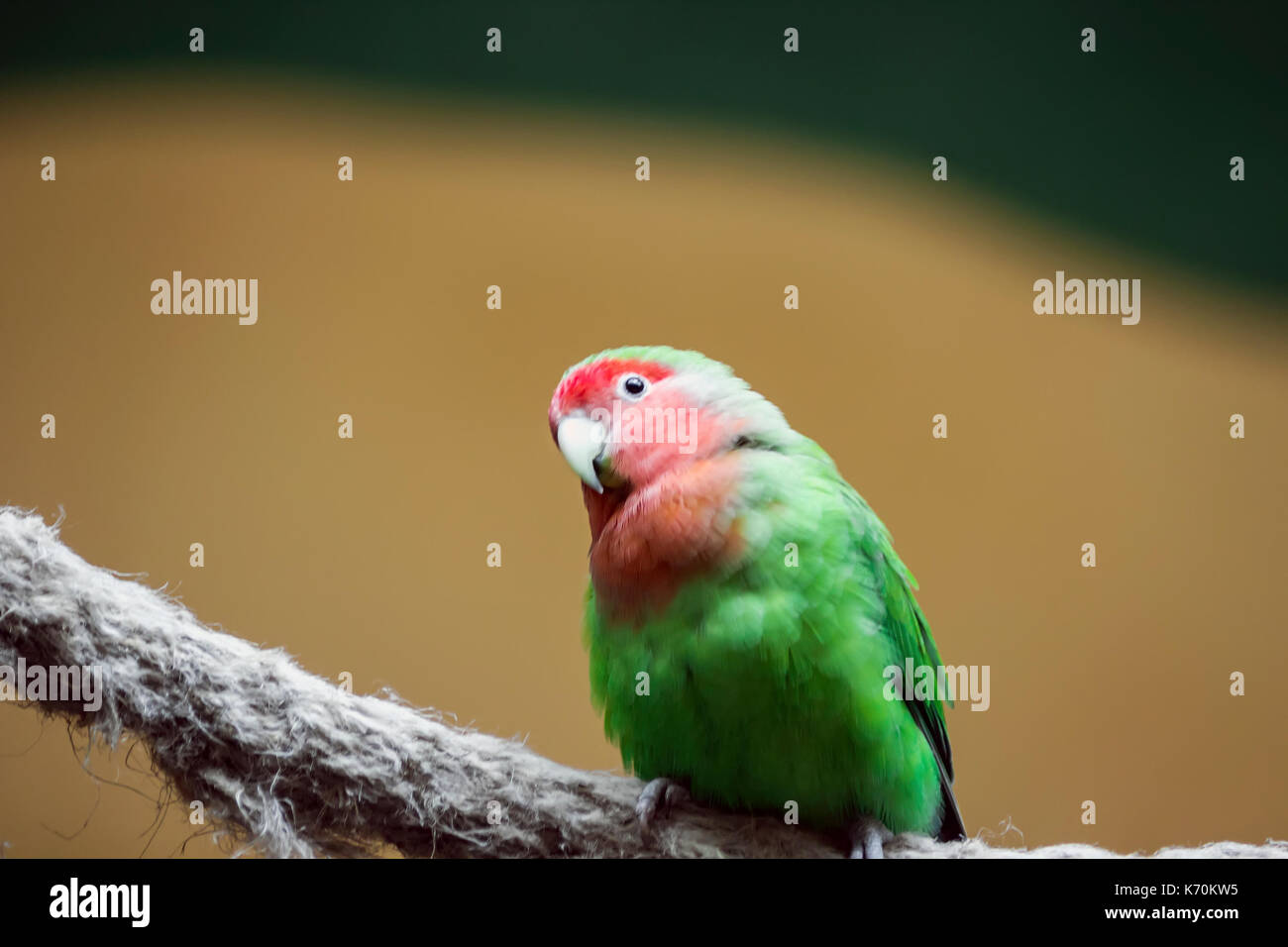 Gelb-naped amazon Papageien amazonia Nationalpark in das Gebiet von itaituba Gemeinde im Bundesstaat para in der Nähe der Grenzen des Staates von Ama Stockfoto