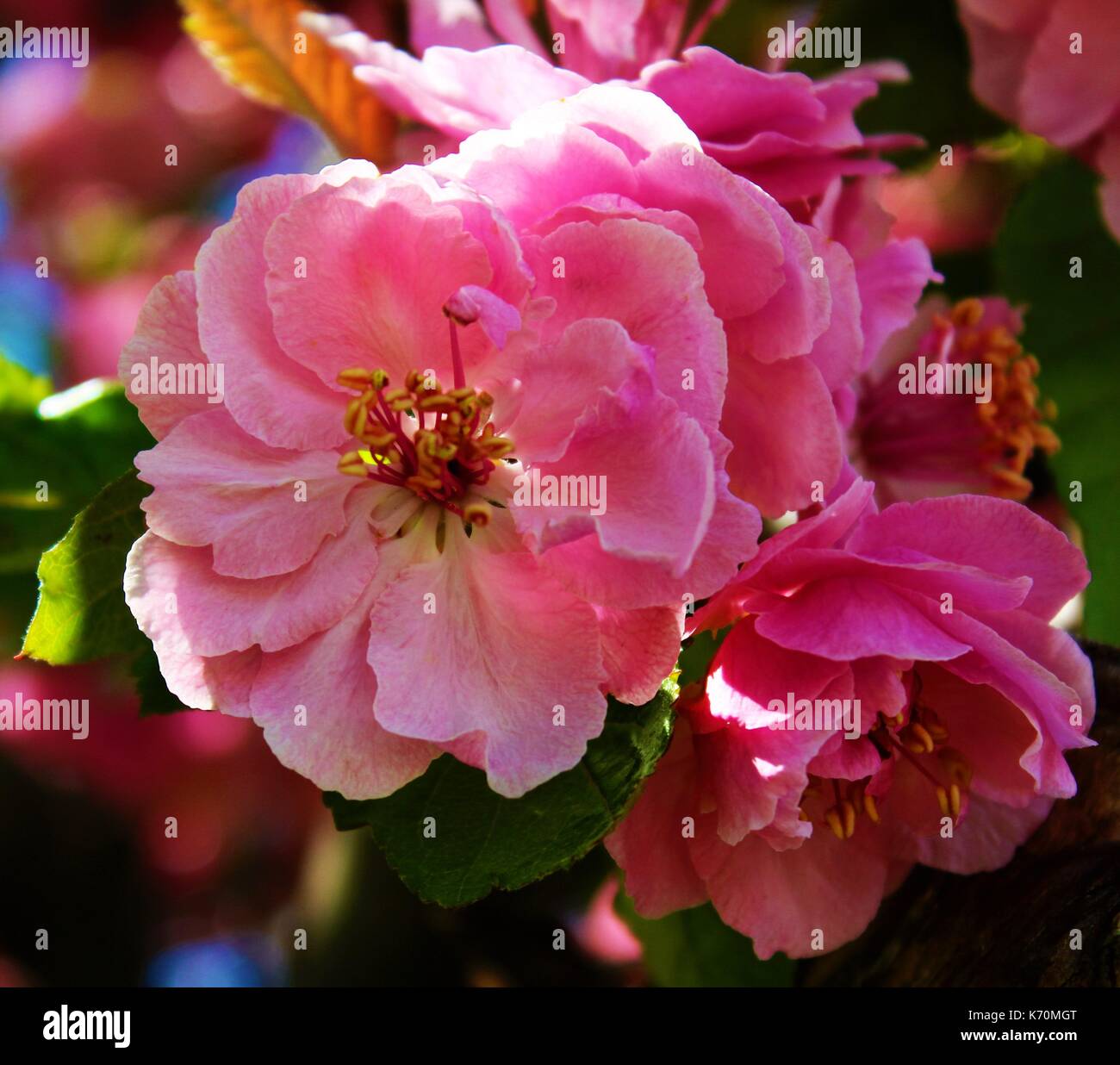 Frühling Baum Blüten Stockfoto