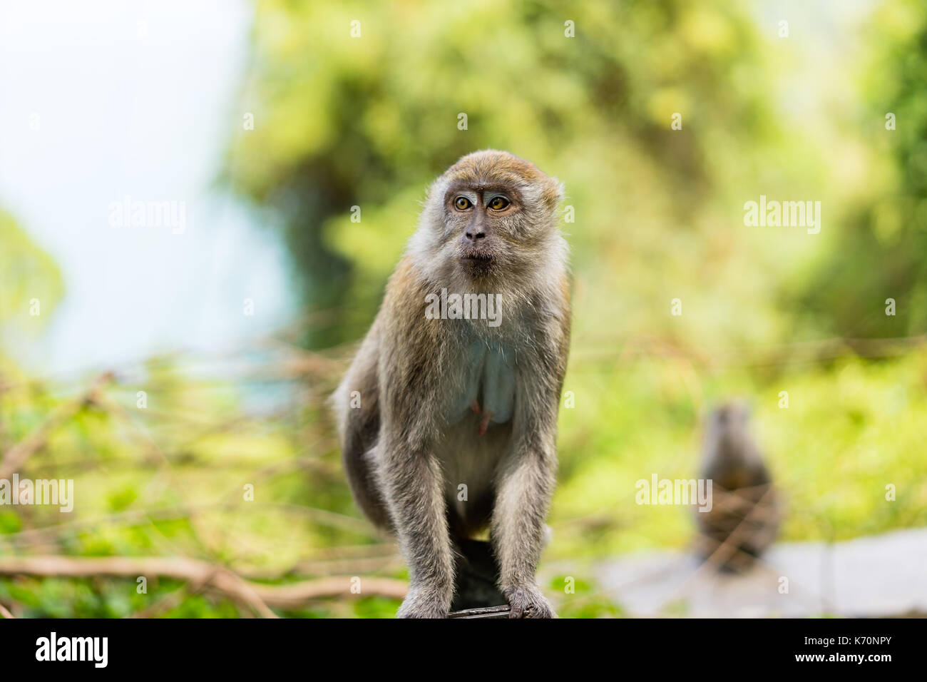 Lange tailed Macaque Stockfoto