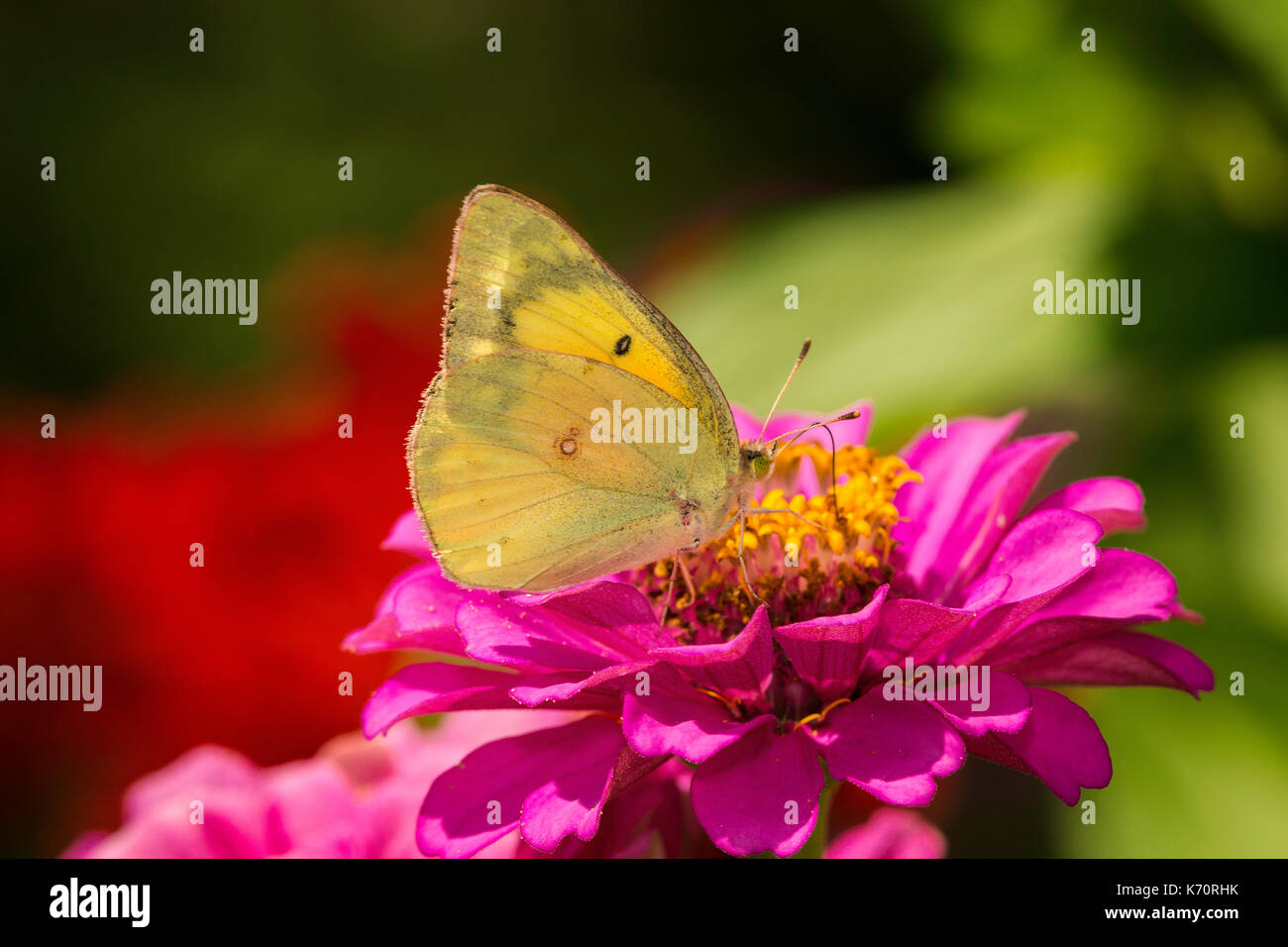 Orange Schwefel Fütterung auf Zinnia Blume. Stockfoto