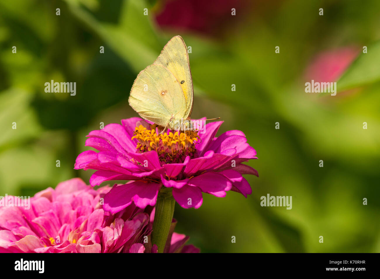 Orange Schwefel Fütterung auf Zinnia Blume. Stockfoto