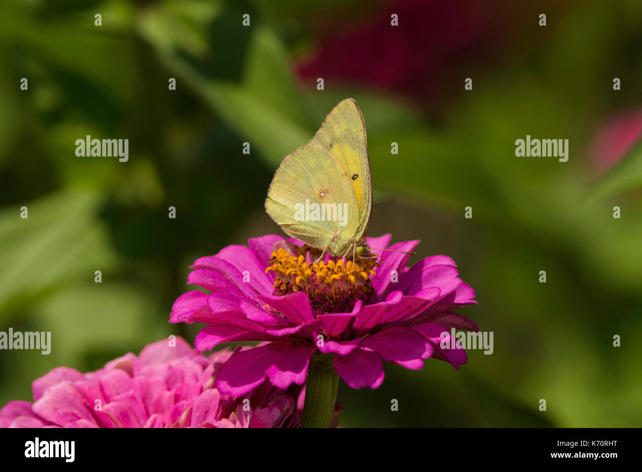 Orange Schwefel Fütterung auf Zinnia Blume. Stockfoto