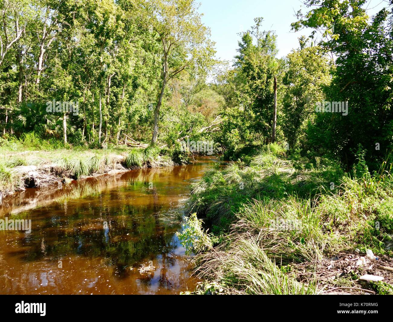 Creek geschwollen mit Wasser. Gainesville, Alachua County, Florida, USA, Stockfoto