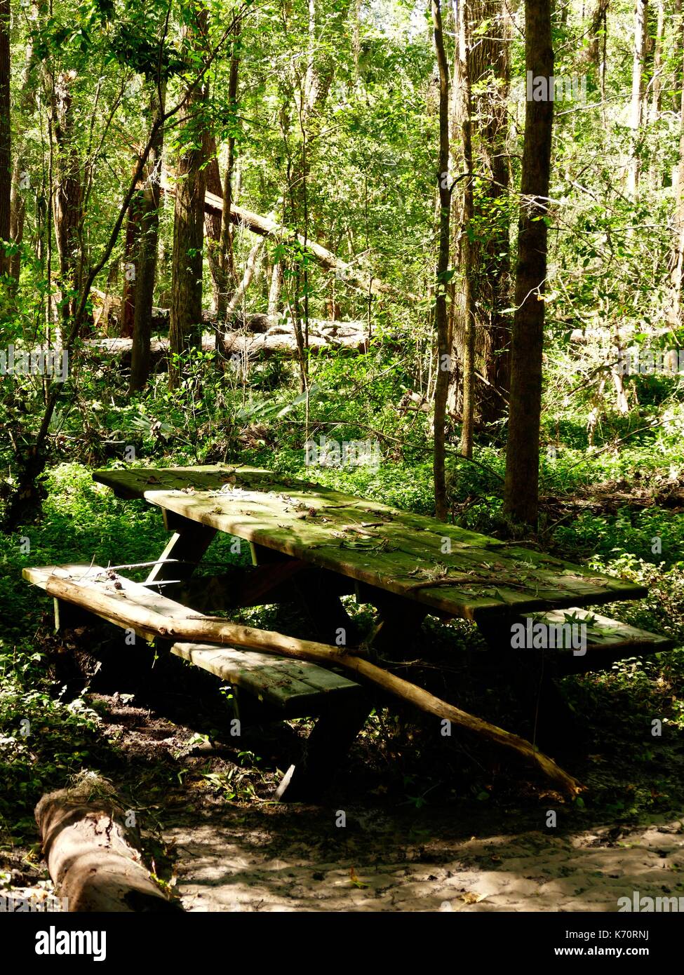 Abgebrochene Picknick Tisch bedeckt mit Moos, umgestürzte Bäume durch einen Sturm in der Mitte von dichten Wäldern beschädigt. North Florida, USA. Stockfoto