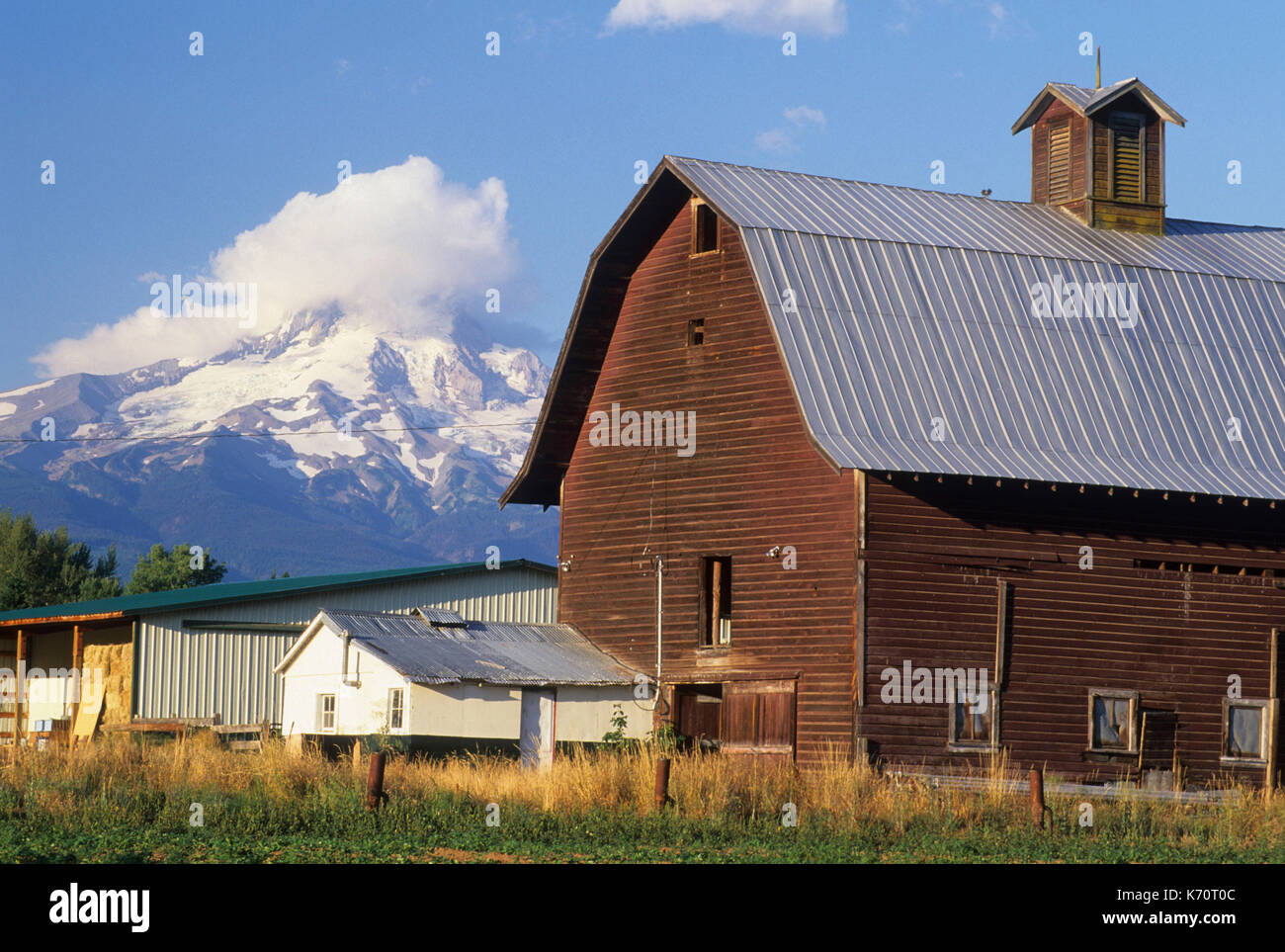Mt Hood mit Scheune von Hood River Valley, Hood River County, Oregon Stockfoto