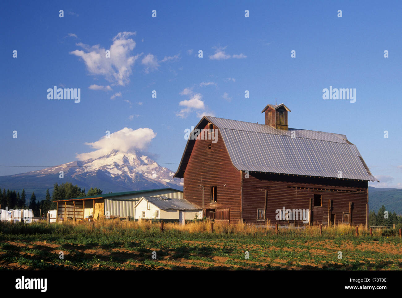 Mt Hood mit Scheune von Hood River Valley, Hood River County, Oregon Stockfoto