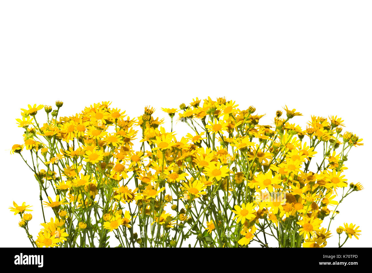 Blüte Gelb senecios auf einem weißen Hintergrund. Stockfoto