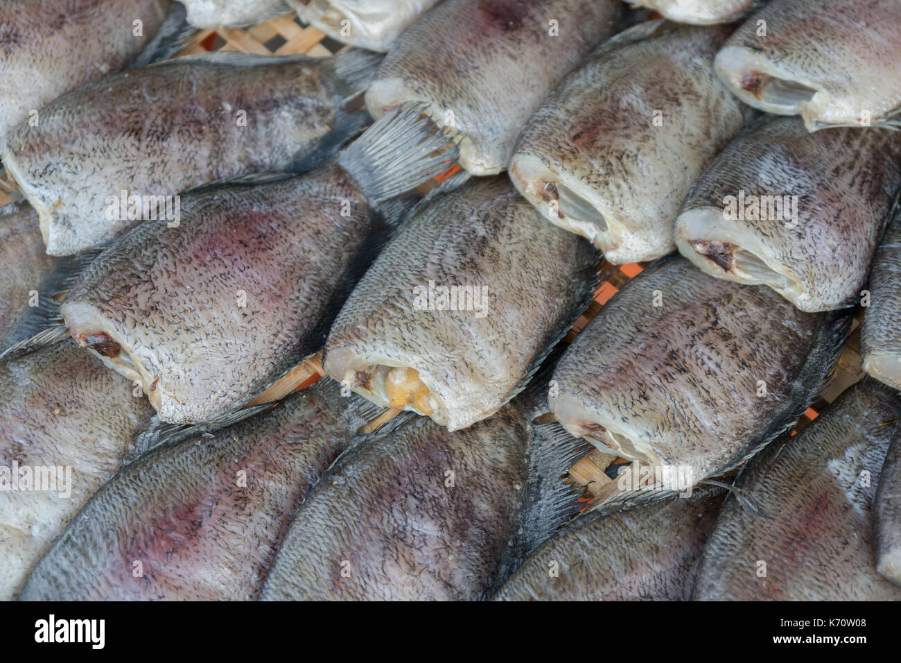 Schließen Sie das Austrocknen snakeskin Gurami fishs im Dreschen Warenkorb Stockfoto