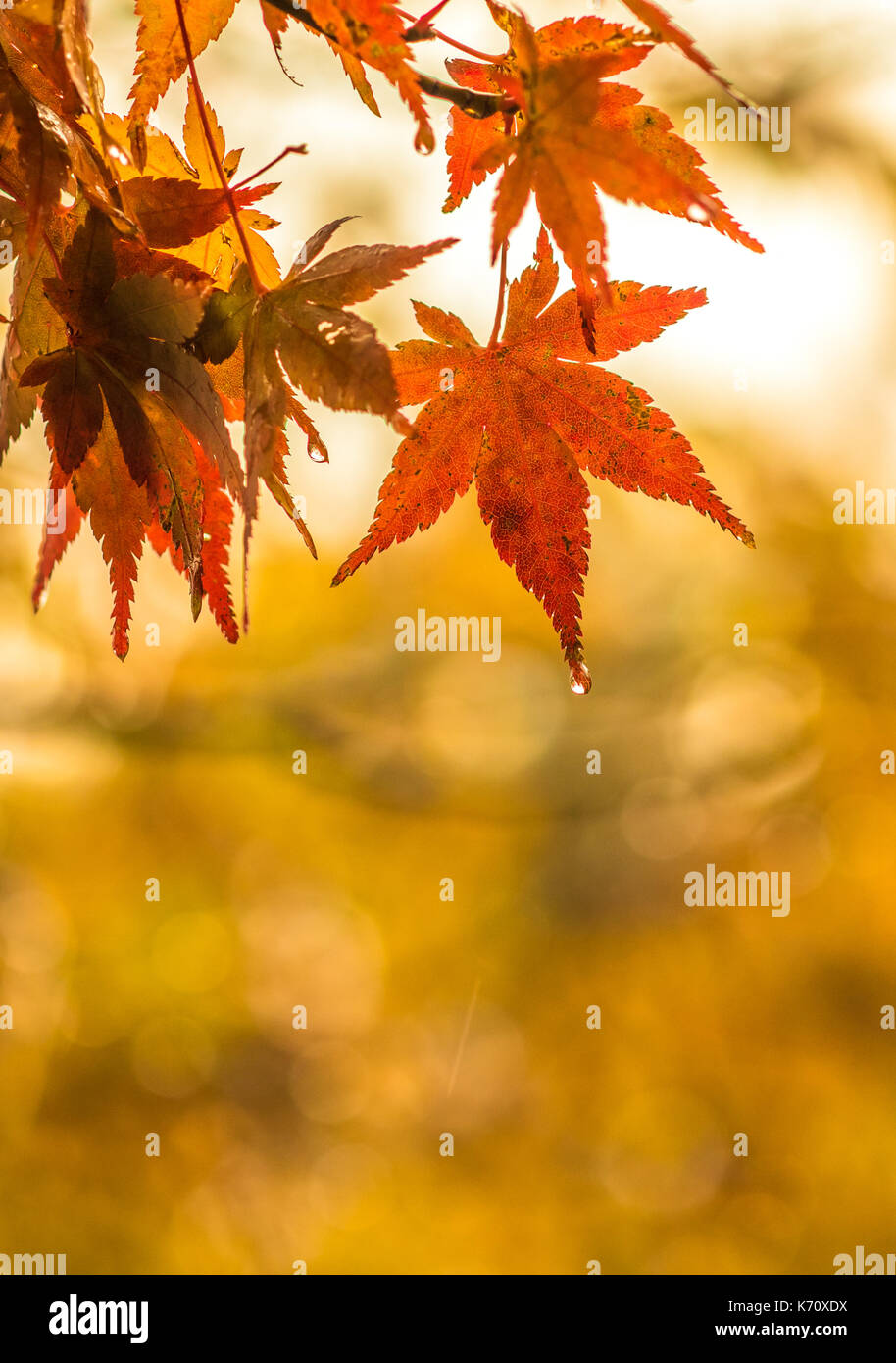 Herbstliche Hintergrund, leicht defokussiert rote Ahornblätter mit Wassertropfen Stockfoto