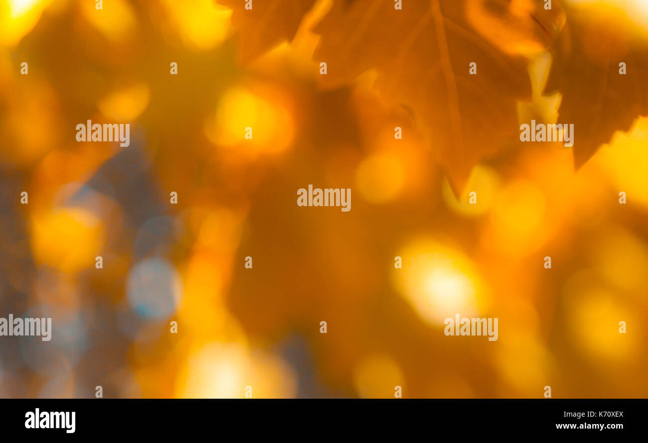 defokussierten Rotes Laub, perfekte Herbst Hintergrund Stockfoto