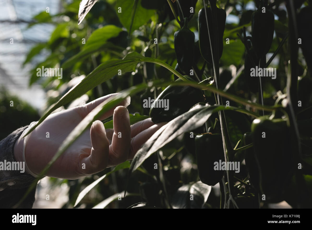 Mans hand Prüfung einer Anlage im Gewächshaus Stockfoto