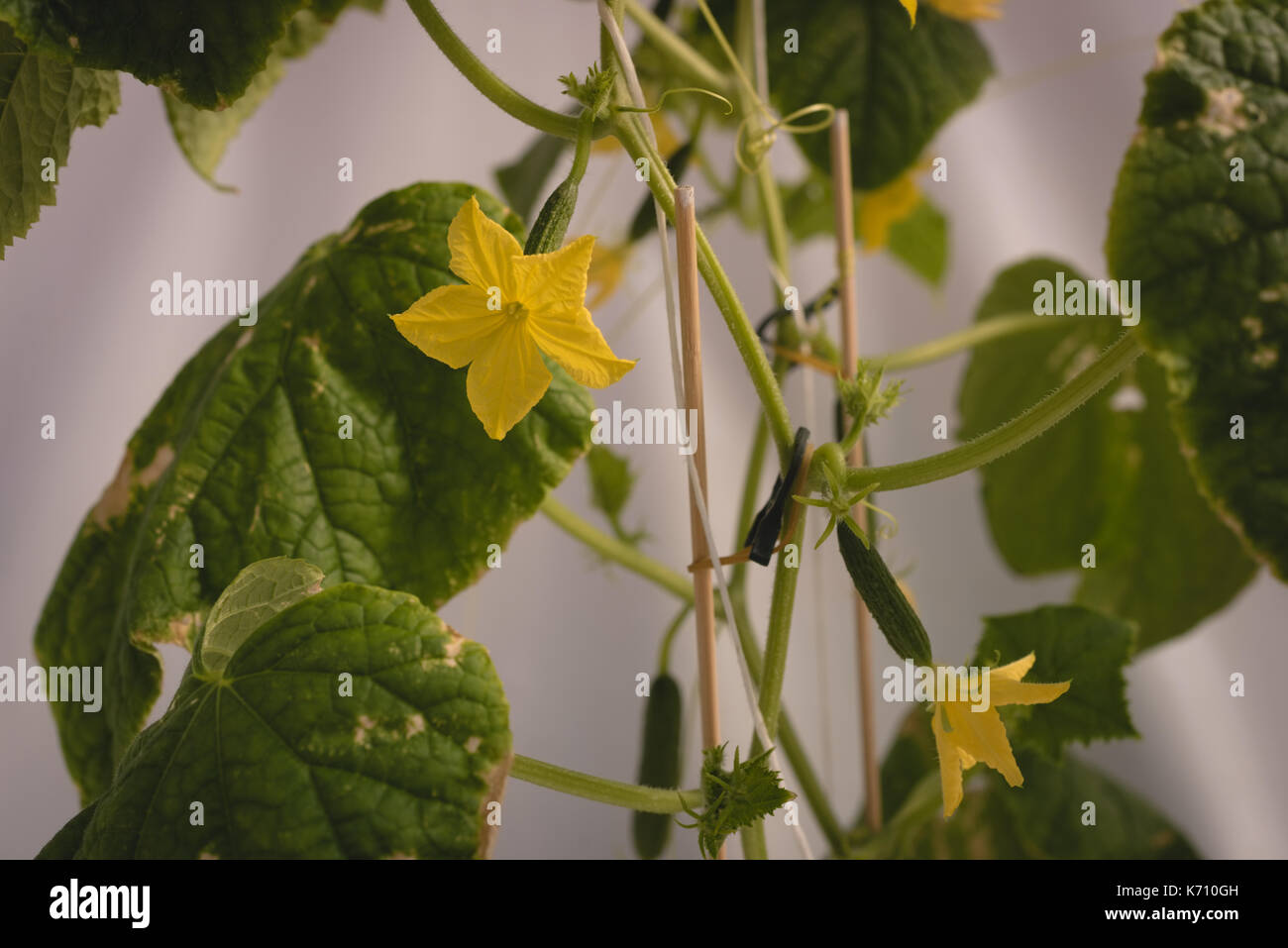 Close-up frisches Gemüse Pflanzen im Gewächshaus Stockfoto