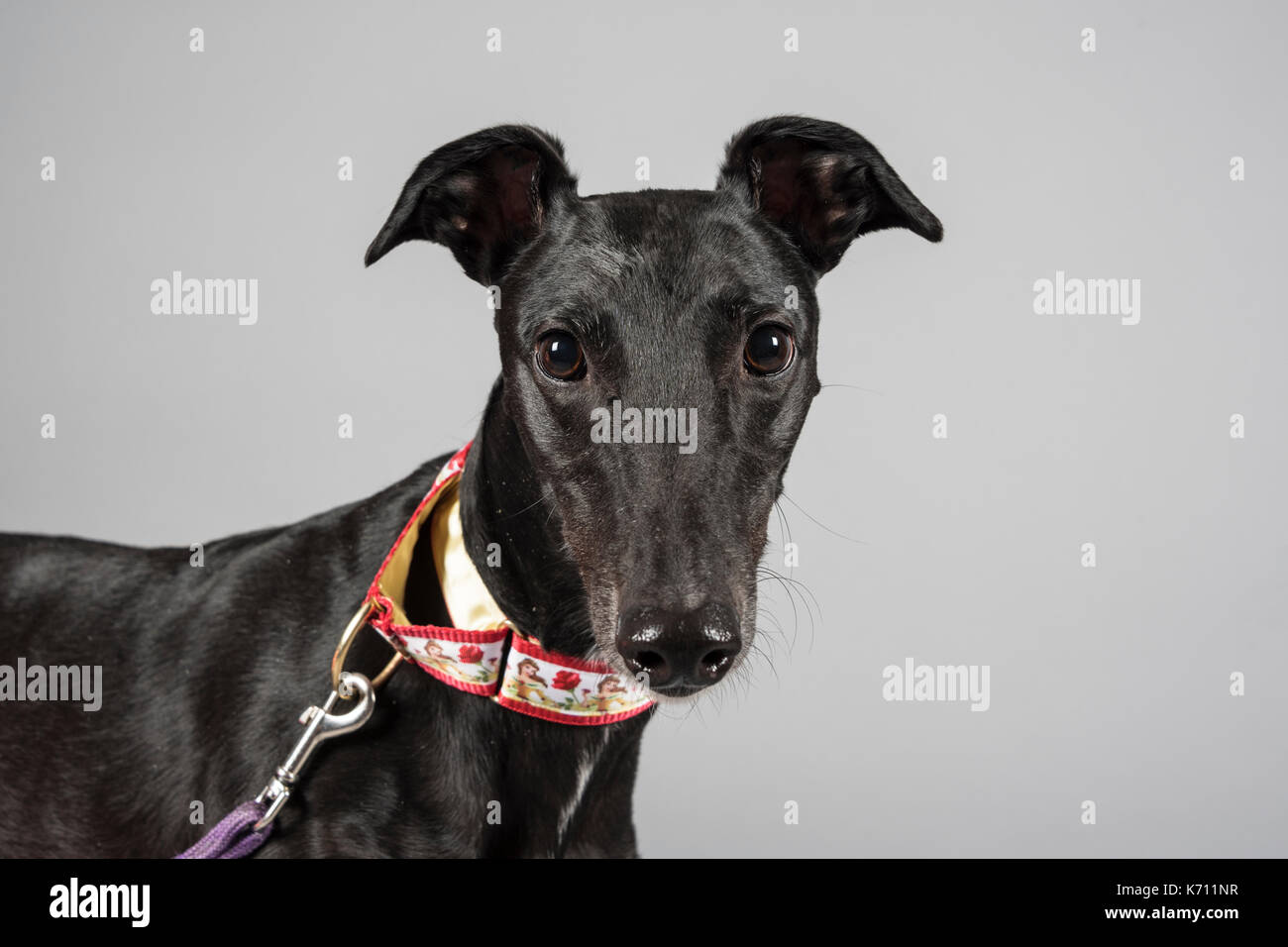 Porträt eines Greyhounds in Großbritannien. Stockfoto