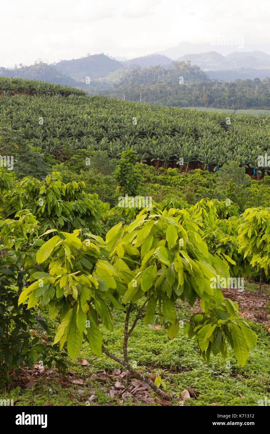 Kamerun, Penja, DjombŽ, Kakao Plantage, Kakao (Theobroma cacao) Stockfoto