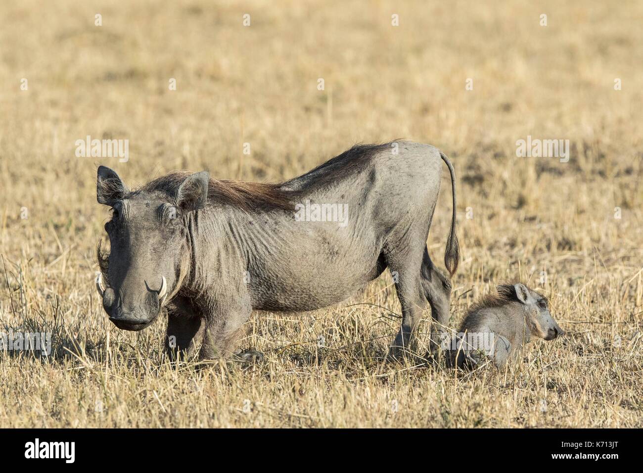 Kenia, Masai-Mara National Game Reserve, Warzenschwein (Phaecochoerus aethiopicus), weiblich und einer Ihrer youngs Stockfoto