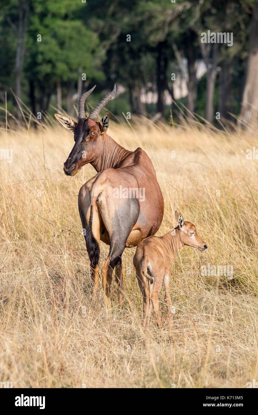 Kenia, Masai-Mara National Game Reserve, Topi (Damaliscus korrigum), Frau und Kind. Stockfoto