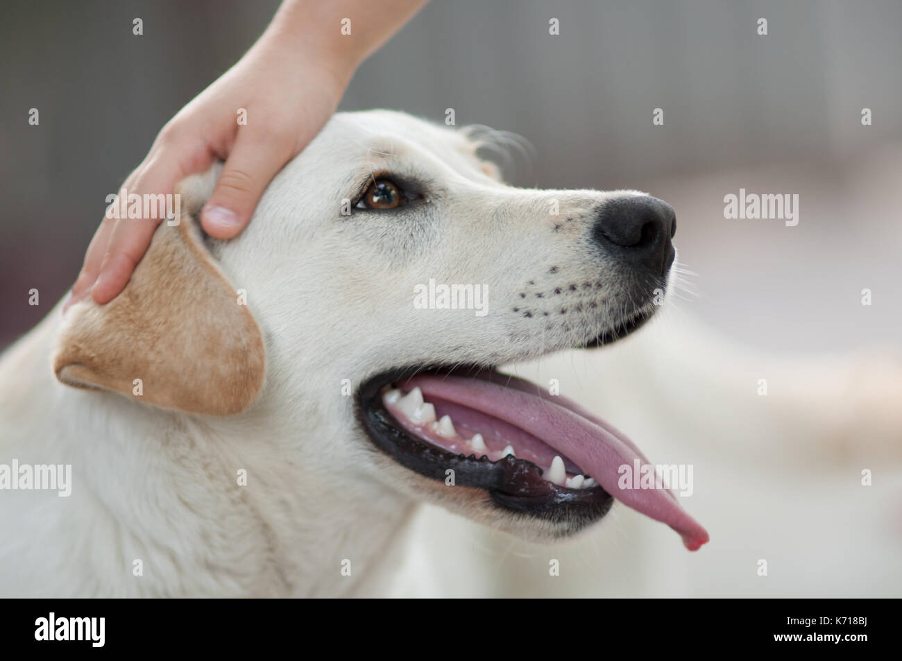 Guter Freund Stockfoto