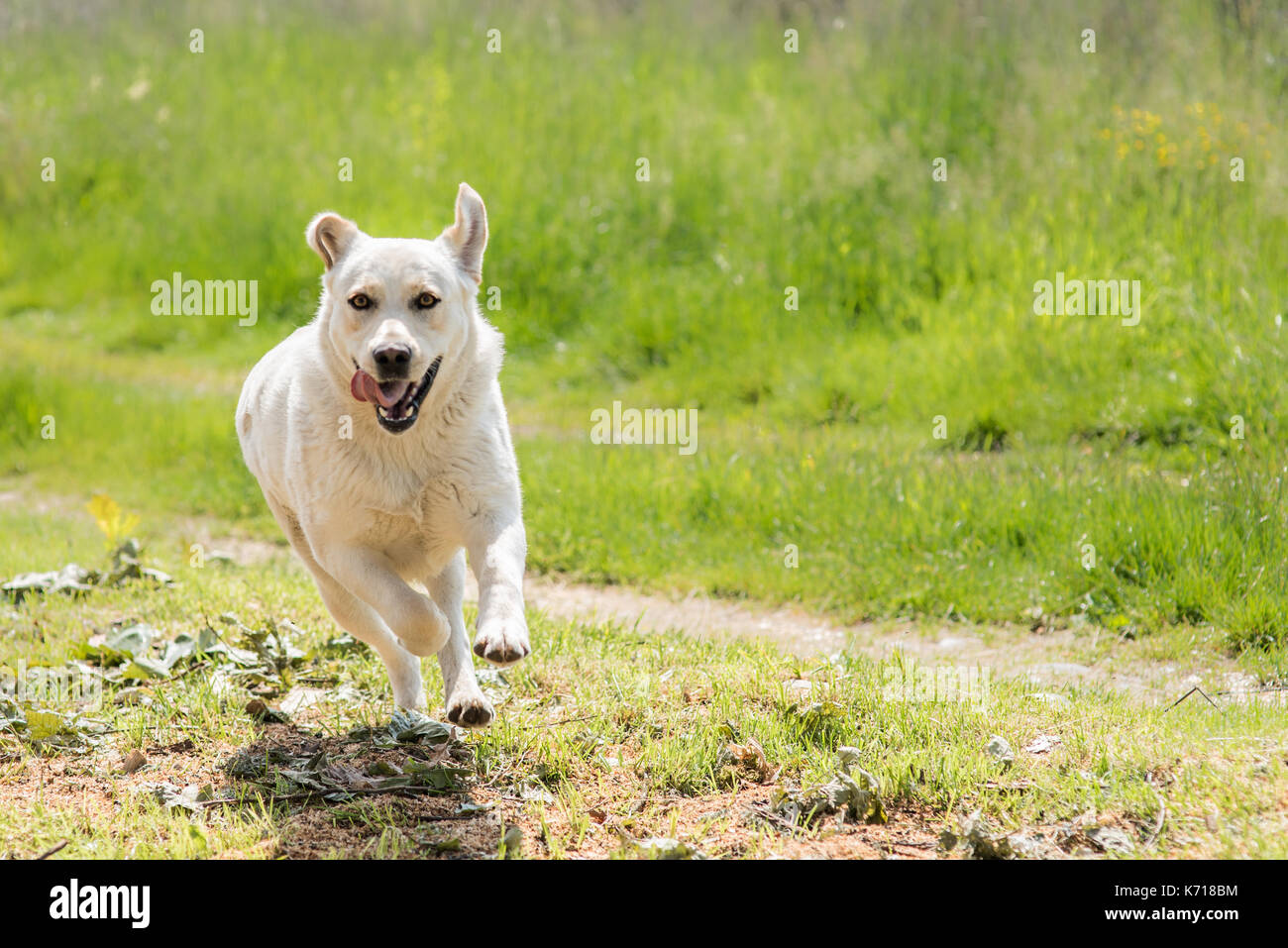 Guter Freund Stockfoto
