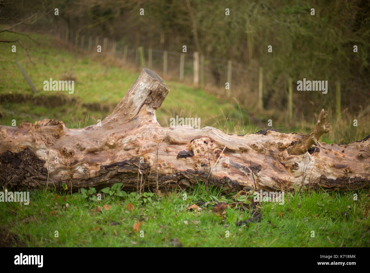 Gefallenen alten Baum in einem Feld Stockfoto