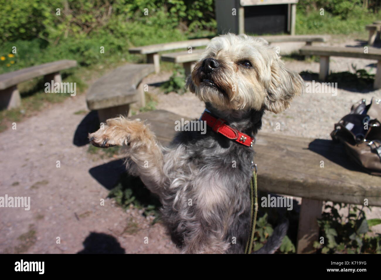 Hund Würgt Und Macht Komische Geräusche Hund macht tricks -Fotos und -Bildmaterial in hoher Auflösung – Alamy