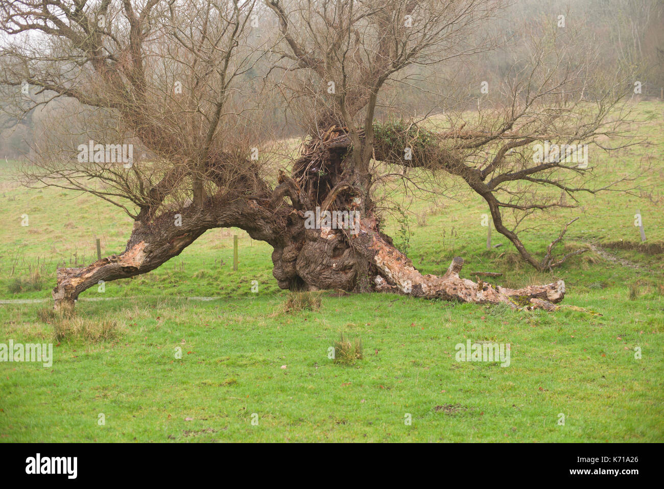Gefallenen alten Baum in einem Feld Stockfoto