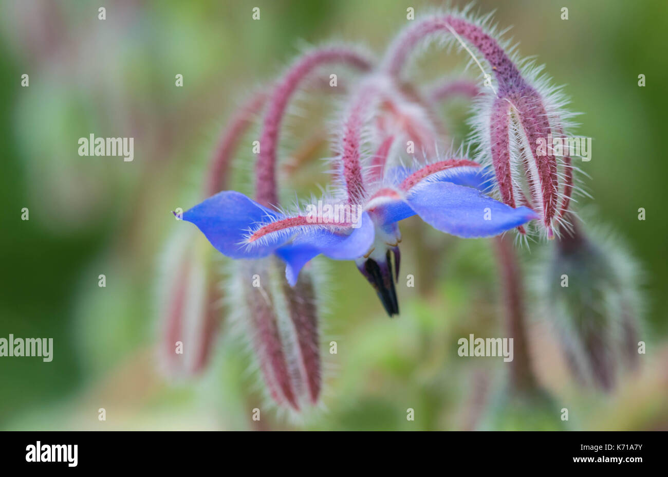 Nahaufnahme einer bunten Blume Stockfoto