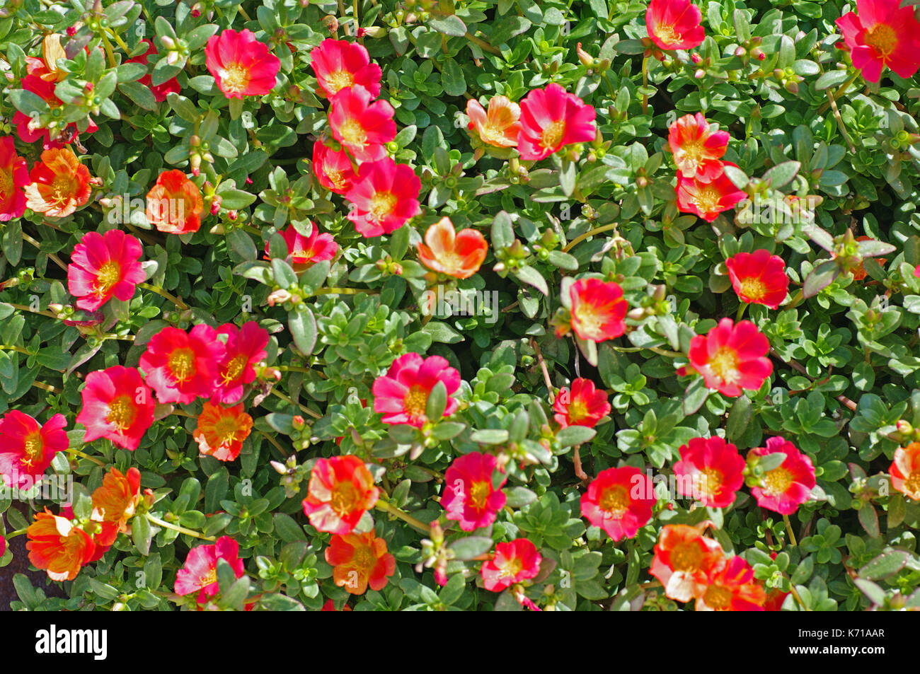 Dies ist Portulaca grandiflora, die Moss Rose oder Rose Moos, Familie  Portulacaceae, beheimatet in Südamerika Stockfotografie - Alamy