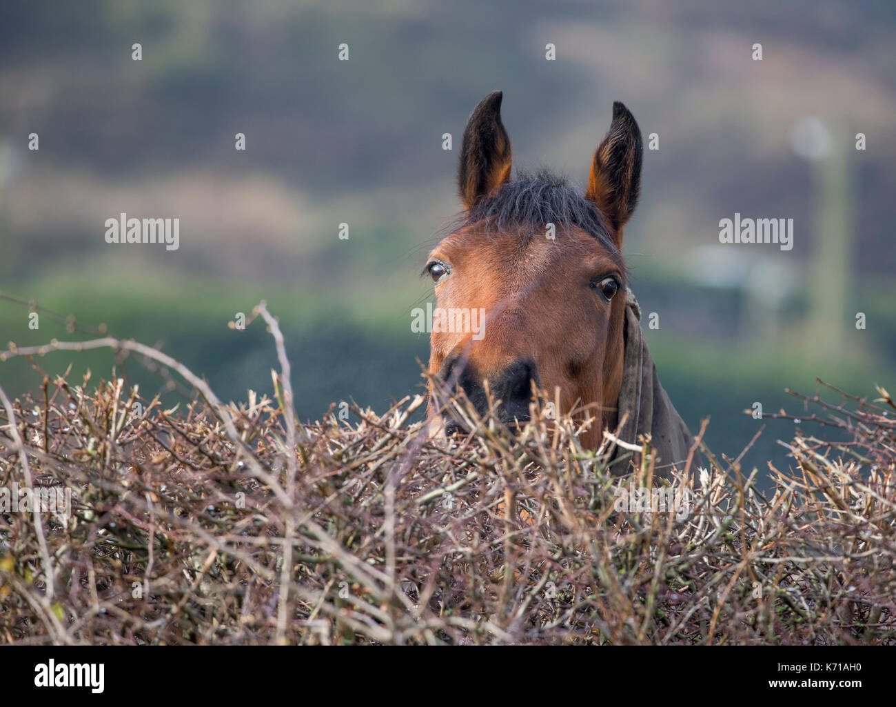 Der Kopf eines Pferdes, das über eine Hecke blickt Stockfoto