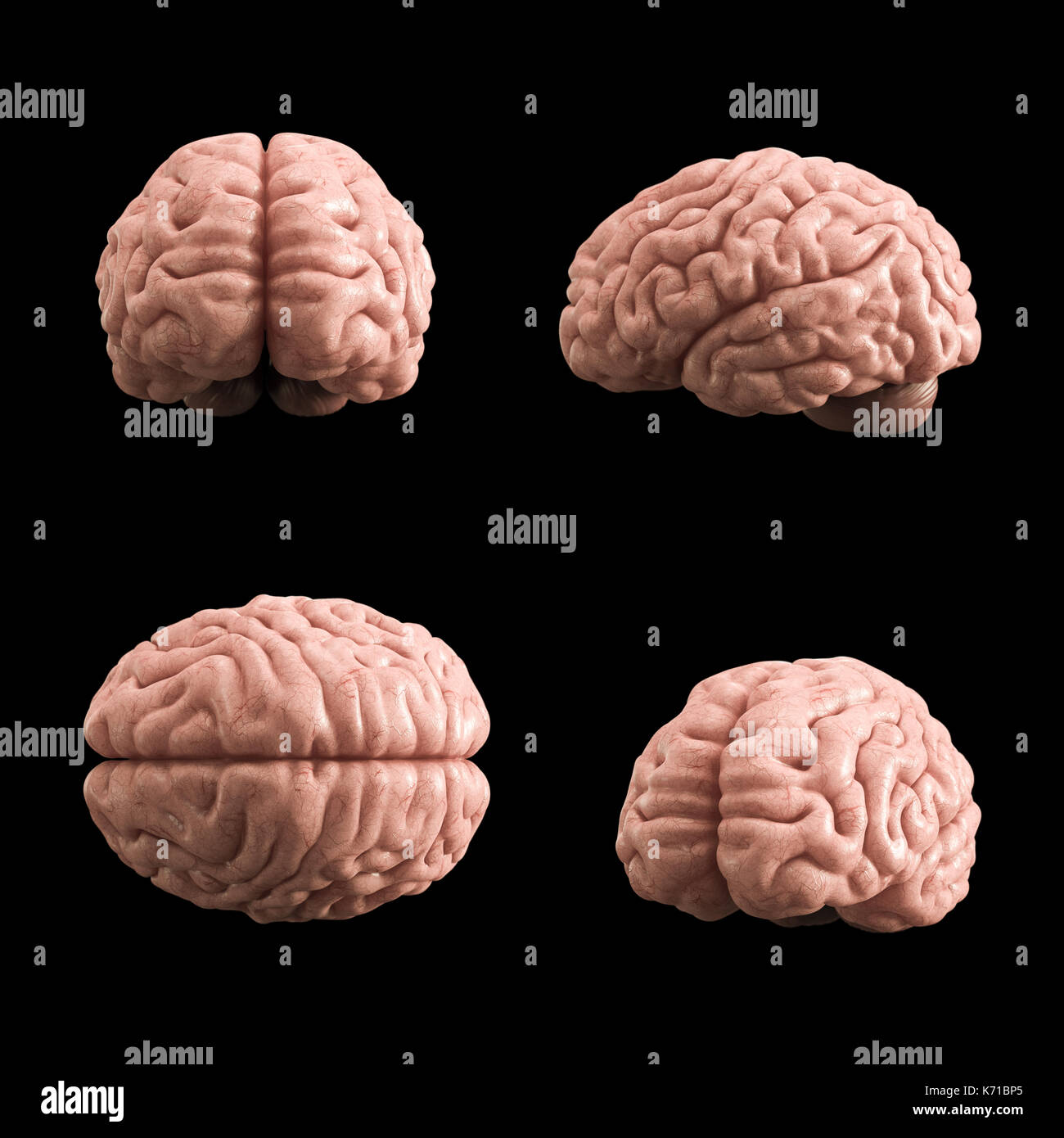 Künstliche menschliche Gehirn Modell, 3D-Rendering, schwarzer Hintergrund Stockfoto