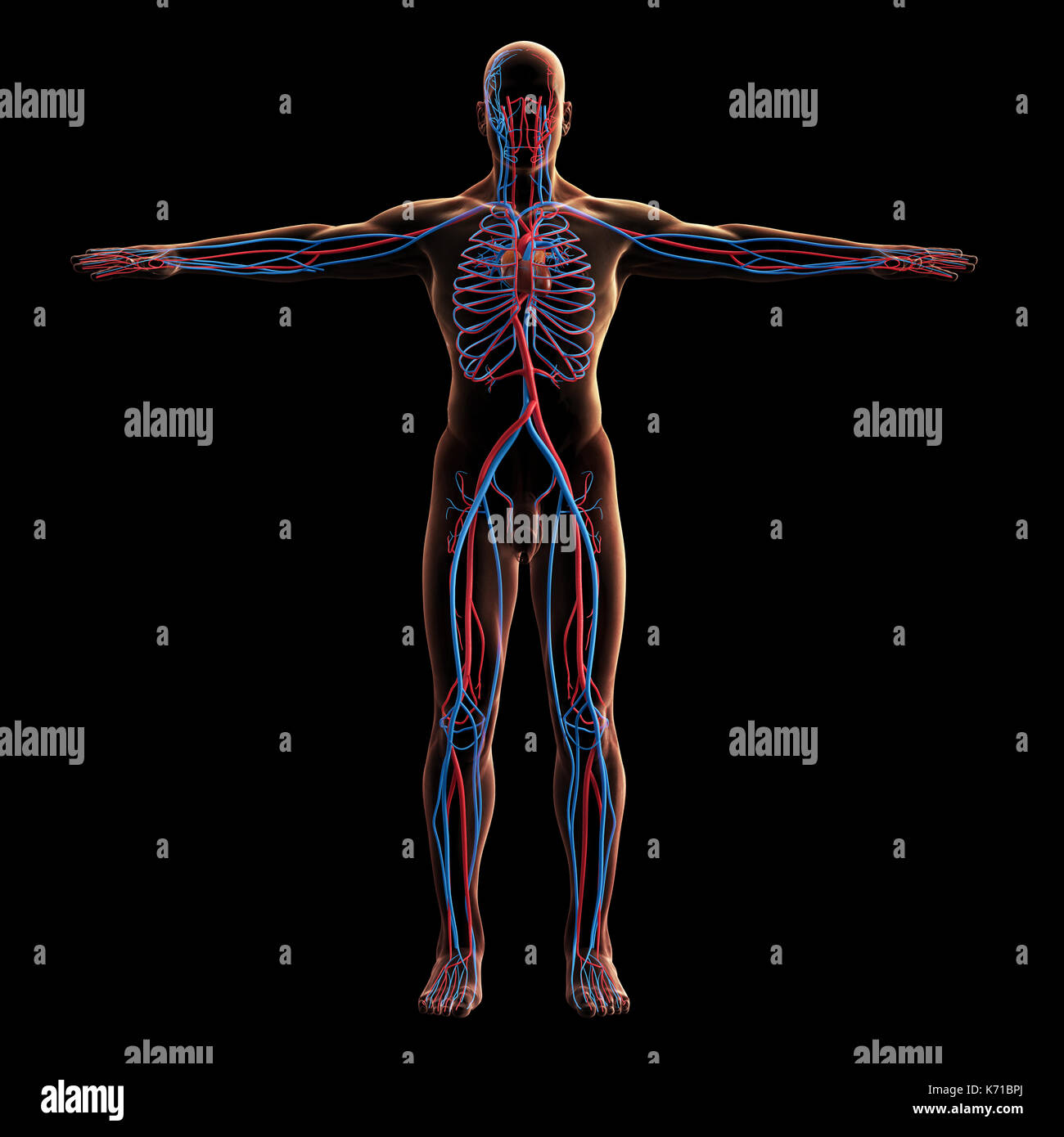 Digitale Modell der Venen System, 3D-Rendering, schwarzer Hintergrund Stockfoto