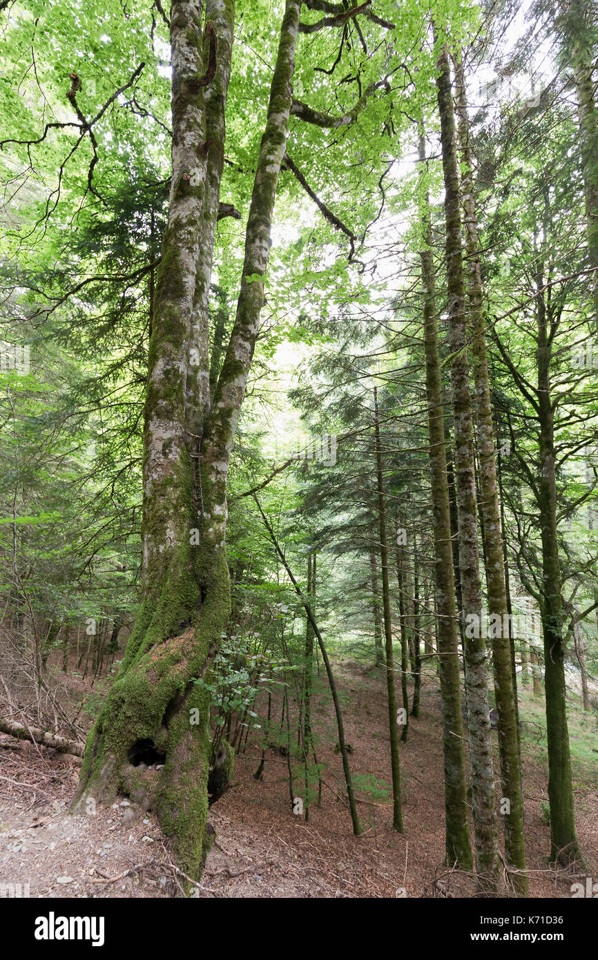 Wald in der Seva de Irati in Navarra, Spanien. Stockfoto