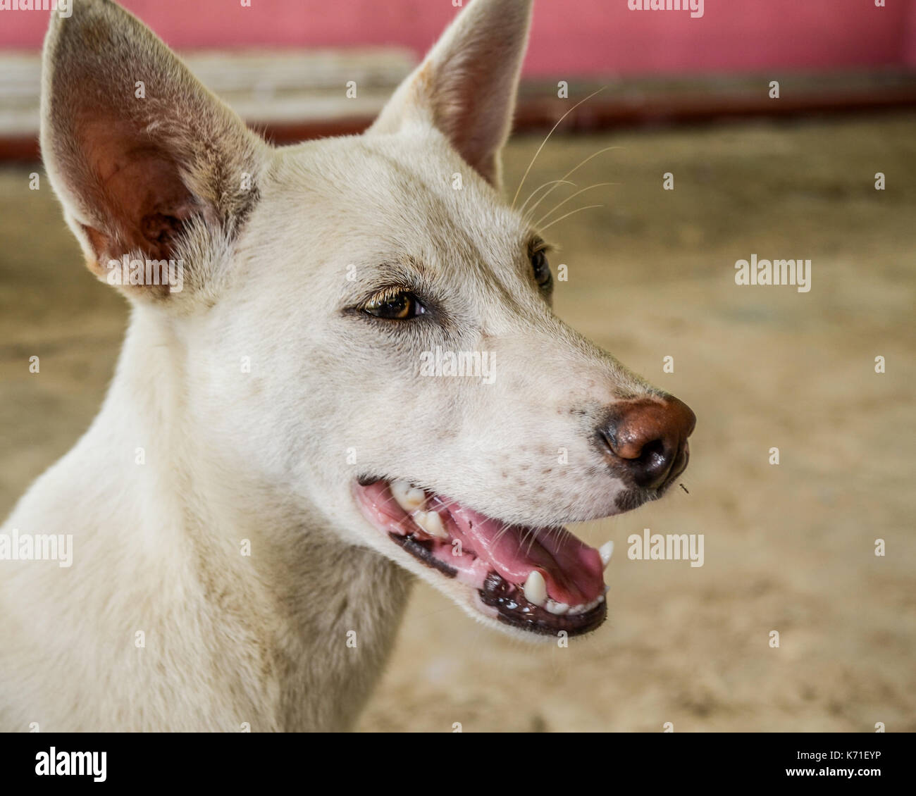 Candid Shot mit einem lächelnden Weiß askal streunender Hund Stockfoto