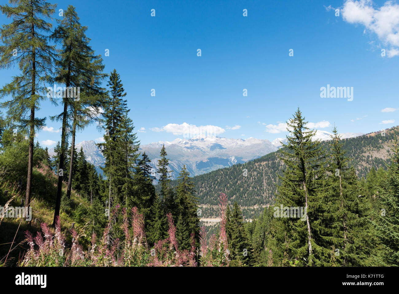 Blick vom Simplon Pass Road, alpine Vegetation, Wallis, Schweiz Stockfoto