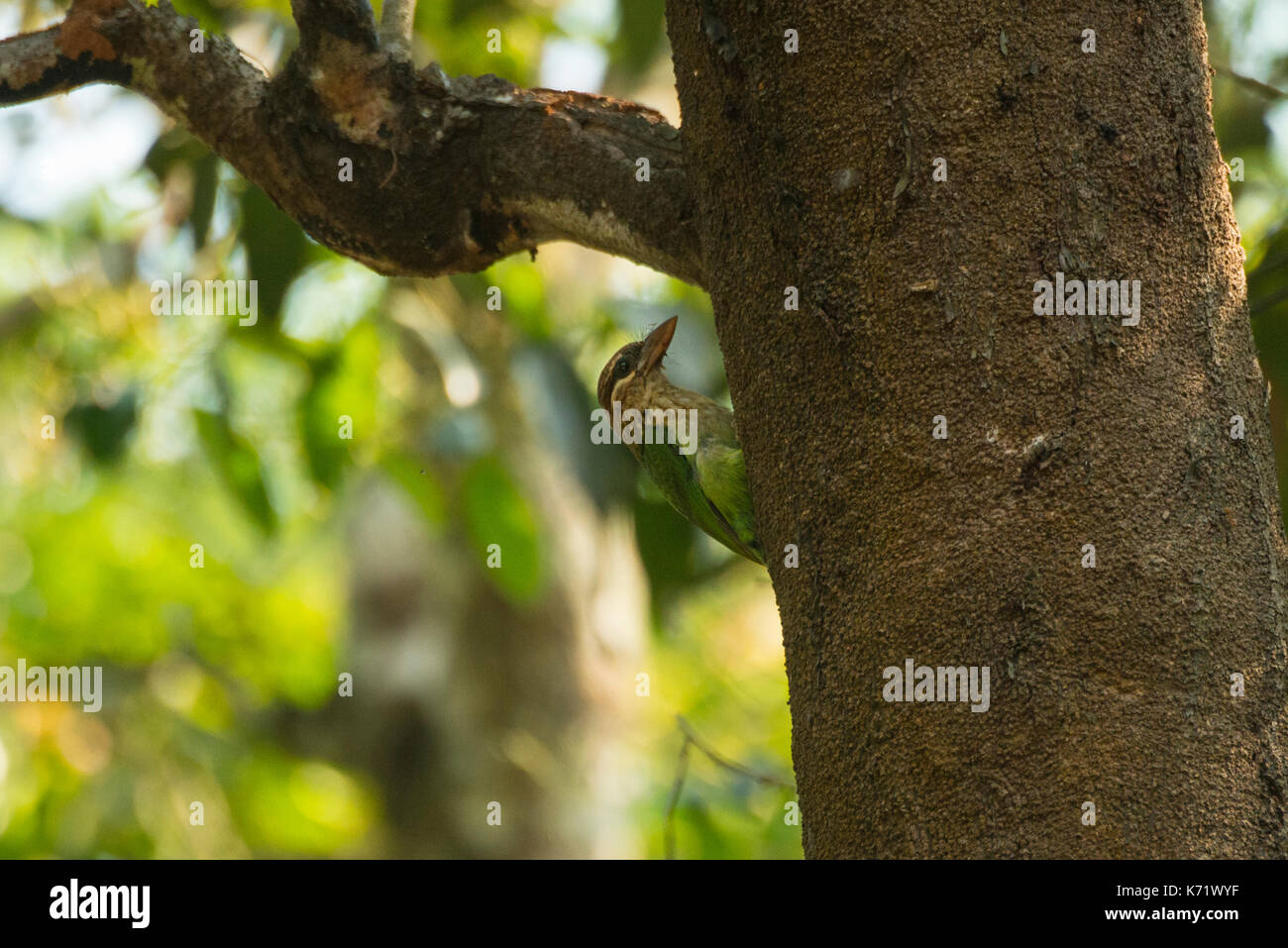 Die weiße ist barbet, auch als das kleine grüne Barbet bekannt ist ein Bewohner der südlichen Indien ist ein Baum Hohlraum Nester. Stockfoto