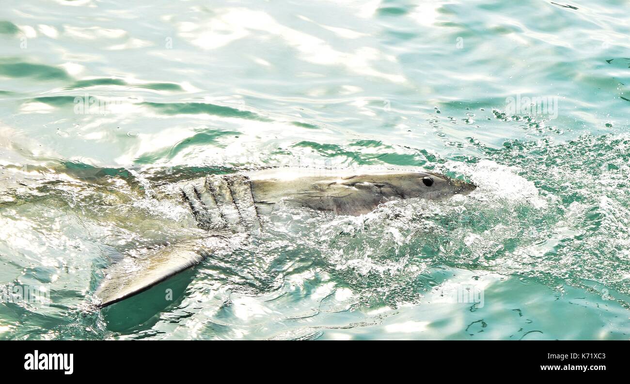 Great White Shark Verstoß gegen das Meer Oberfläche nach einem Käfig tauchen Boot von Fleisch lockt und Holz- dichtung Decoy, Gansbaai, Südafrika angelockt werden Stockfoto
