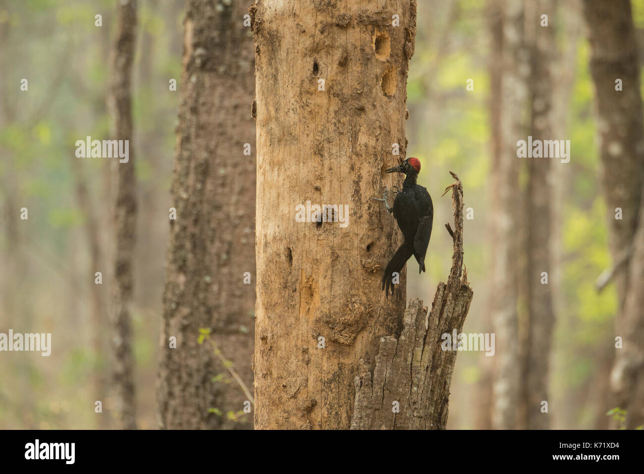 Eine White bellied Woodpecker im dichten Dschungel von Bandipur sucht Insekten im Stamm eines alten Baumes. Stockfoto