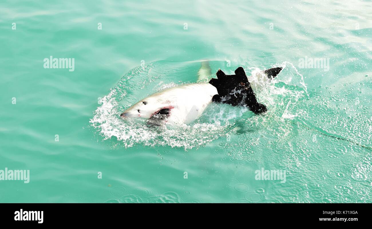 Great White Shark Verstoß gegen das Meer Oberfläche nach einem Käfig tauchen Boot von Fleisch lockt und Holz- dichtung Decoy, Gansbaai, Südafrika angelockt werden Stockfoto