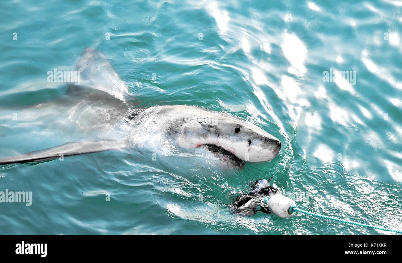 Great White Shark Verstoß gegen das Meer Oberfläche nach einem Käfig tauchen Boot von Fleisch lockt und Holz- dichtung Decoy, Gansbaai, Südafrika angelockt werden Stockfoto