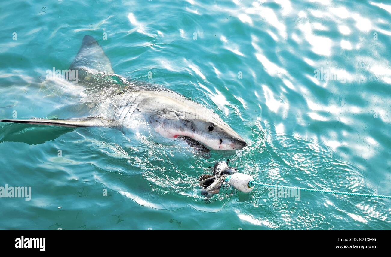 Great White Shark Verstoß gegen das Meer Oberfläche nach einem Käfig tauchen Boot von Fleisch lockt und Holz- dichtung Decoy, Gansbaai, Südafrika angelockt werden Stockfoto