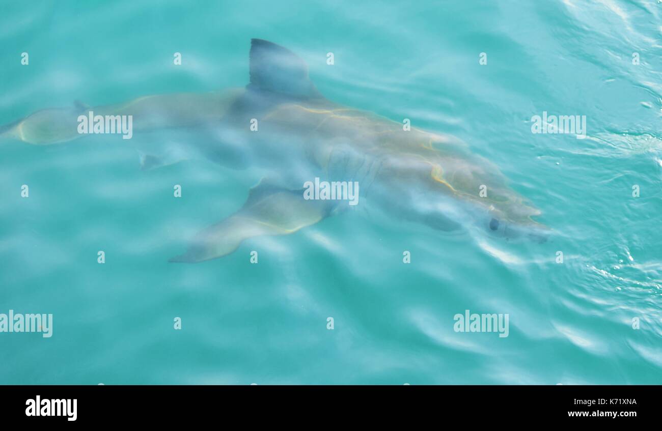 Great White Shark Schwimmbad ganz in der Nähe der Meeresoberfläche nach angelockt werden mit einem Käfig tauchen Boot durch Fleisch und Holz- dichtung Decoy, Gansbaai, Südafrika Stockfoto