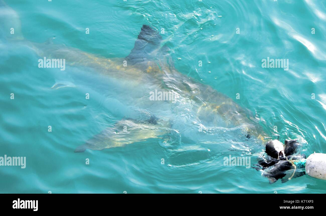 Great White Shark Schwimmbad ganz in der Nähe der Meeresoberfläche nach angelockt werden mit einem Käfig tauchen Boot durch Fleisch und Holz- Dichtung lockt, Gansbaai, Südafrika Stockfoto