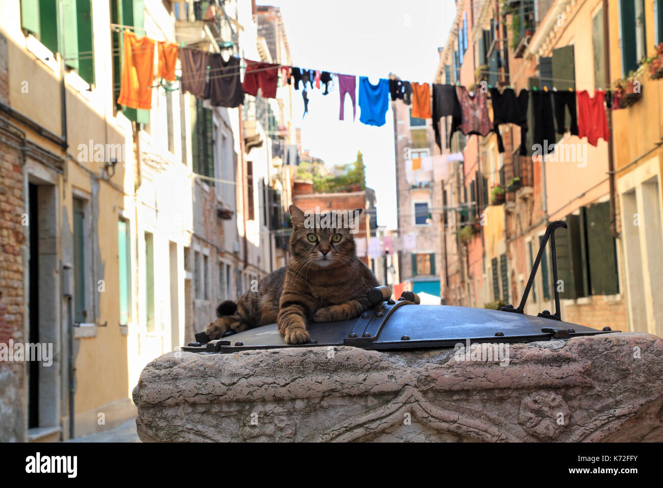 Katze auf dem Wasser sitzt gut Stockfoto